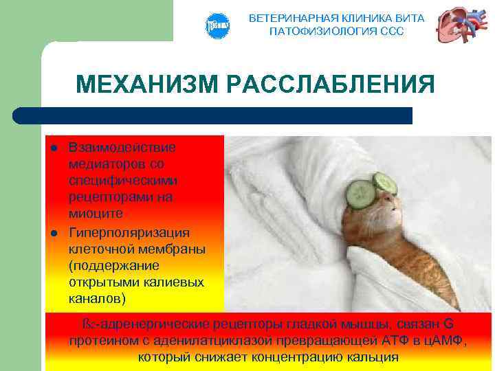 ВЕТЕРИНАРНАЯ КЛИНИКА ВИТА ПАТОФИЗИОЛОГИЯ ССС МЕХАНИЗМ РАССЛАБЛЕНИЯ l l Взаимодействие медиаторов со специфическими рецепторами