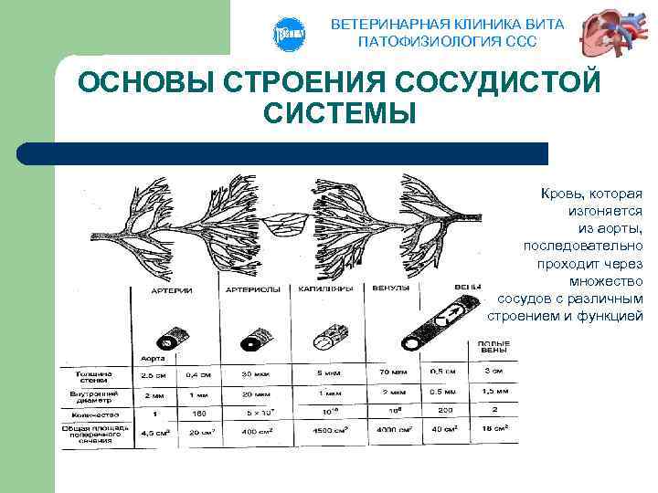 ВЕТЕРИНАРНАЯ КЛИНИКА ВИТА ПАТОФИЗИОЛОГИЯ ССС ОСНОВЫ СТРОЕНИЯ СОСУДИСТОЙ СИСТЕМЫ Кровь, которая изгоняется из аорты,