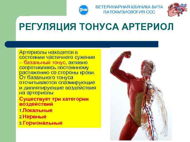 ВЕТЕРИНАРНАЯ КЛИНИКА ВИТА ПАТОФИЗИОЛОГИЯ ССС РЕГУЛЯЦИЯ ТОНУСА АРТЕРИОЛ Артериолы находятся в состоянии частичного сужения