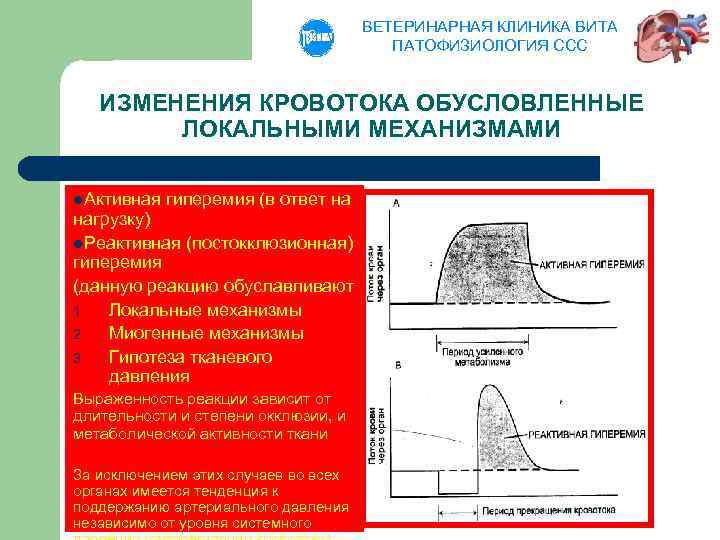 ВЕТЕРИНАРНАЯ КЛИНИКА ВИТА ПАТОФИЗИОЛОГИЯ ССС ИЗМЕНЕНИЯ КРОВОТОКА ОБУСЛОВЛЕННЫЕ ЛОКАЛЬНЫМИ МЕХАНИЗМАМИ l. Активная гиперемия (в