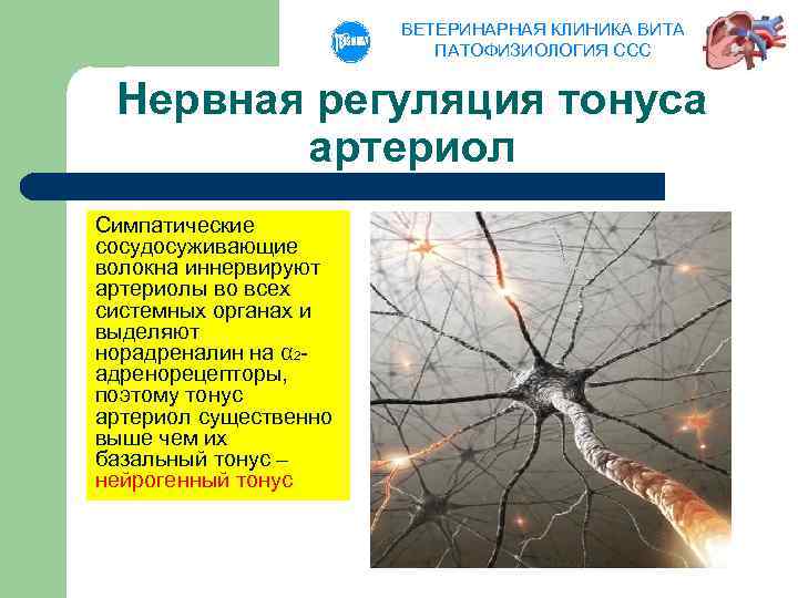 ВЕТЕРИНАРНАЯ КЛИНИКА ВИТА ПАТОФИЗИОЛОГИЯ ССС Нервная регуляция тонуса артериол Симпатические сосудосуживающие волокна иннервируют артериолы