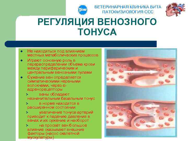 ВЕТЕРИНАРНАЯ КЛИНИКА ВИТА ПАТОФИЗИОЛОГИЯ ССС РЕГУЛЯЦИЯ ВЕНОЗНОГО ТОНУСА l l l Не находяться под