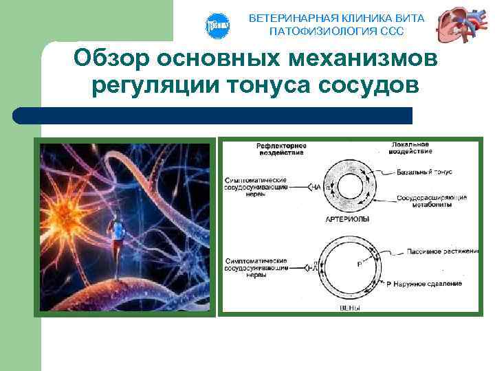 ВЕТЕРИНАРНАЯ КЛИНИКА ВИТА ПАТОФИЗИОЛОГИЯ ССС Обзор основных механизмов регуляции тонуса сосудов 