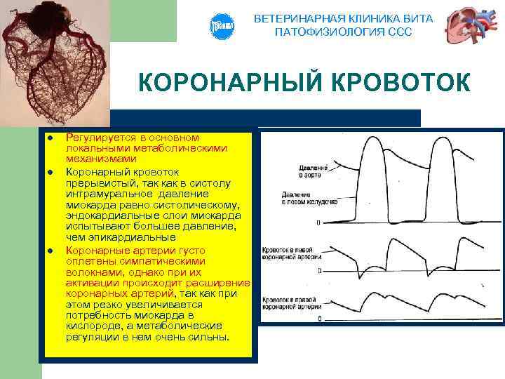 ВЕТЕРИНАРНАЯ КЛИНИКА ВИТА ПАТОФИЗИОЛОГИЯ ССС КОРОНАРНЫЙ КРОВОТОК l l l Регулируется в основном локальными