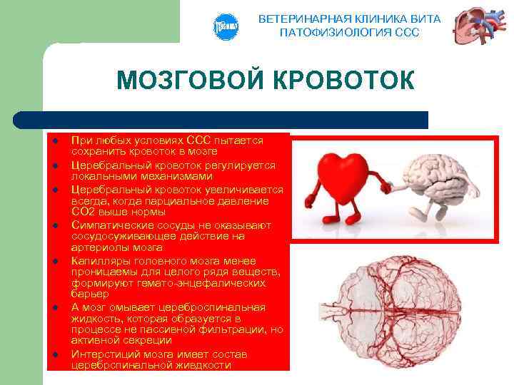 ВЕТЕРИНАРНАЯ КЛИНИКА ВИТА ПАТОФИЗИОЛОГИЯ ССС МОЗГОВОЙ КРОВОТОК l l l l При любых условиях