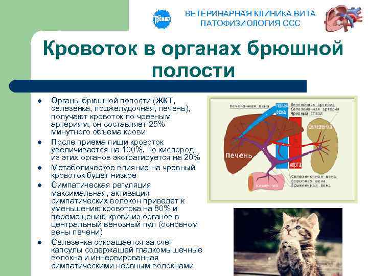 ВЕТЕРИНАРНАЯ КЛИНИКА ВИТА ПАТОФИЗИОЛОГИЯ ССС Кровоток в органах брюшной полости l l l Органы
