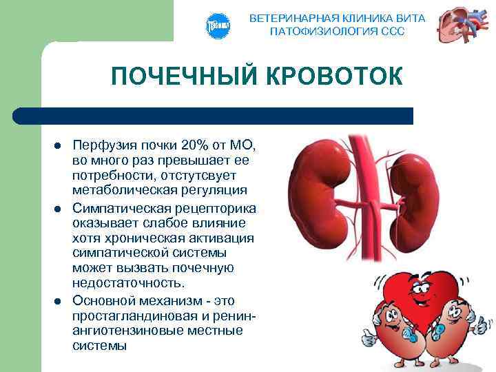ВЕТЕРИНАРНАЯ КЛИНИКА ВИТА ПАТОФИЗИОЛОГИЯ ССС ПОЧЕЧНЫЙ КРОВОТОК l l l Перфузия почки 20% от