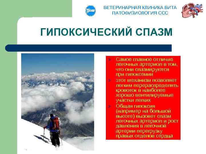 ВЕТЕРИНАРНАЯ КЛИНИКА ВИТА ПАТОФИЗИОЛОГИЯ ССС ГИПОКСИЧЕСКИЙ СПАЗМ Ø Ø Ø Самое главное отличие легочных
