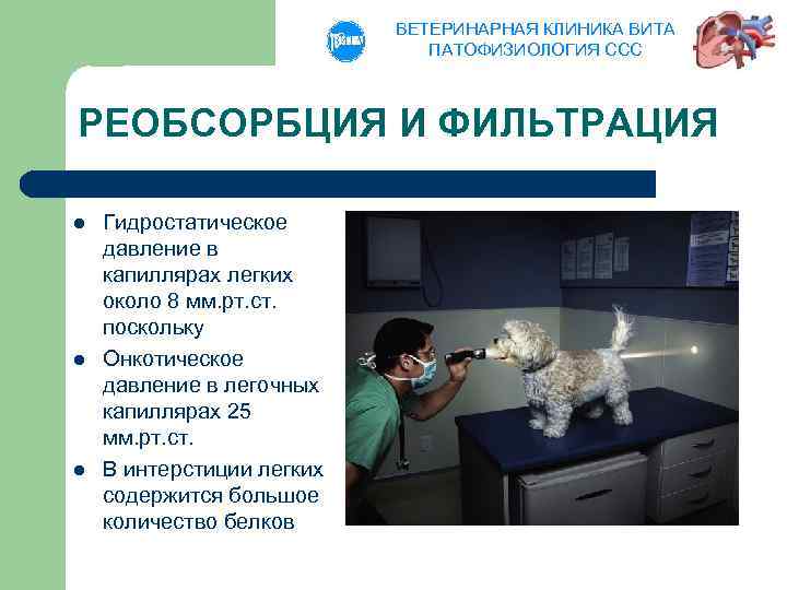 ВЕТЕРИНАРНАЯ КЛИНИКА ВИТА ПАТОФИЗИОЛОГИЯ ССС РЕОБСОРБЦИЯ И ФИЛЬТРАЦИЯ l l l Гидростатическое давление в