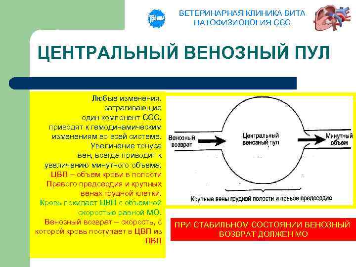 ВЕТЕРИНАРНАЯ КЛИНИКА ВИТА ПАТОФИЗИОЛОГИЯ ССС ЦЕНТРАЛЬНЫЙ ВЕНОЗНЫЙ ПУЛ Любые изменения, затрагивающие один компонент ССС,