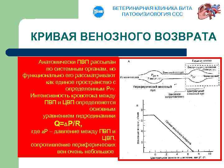 ВЕТЕРИНАРНАЯ КЛИНИКА ВИТА ПАТОФИЗИОЛОГИЯ ССС КРИВАЯ ВЕНОЗНОГО ВОЗВРАТА Анатомически ПВП рассыпан по системным органам,