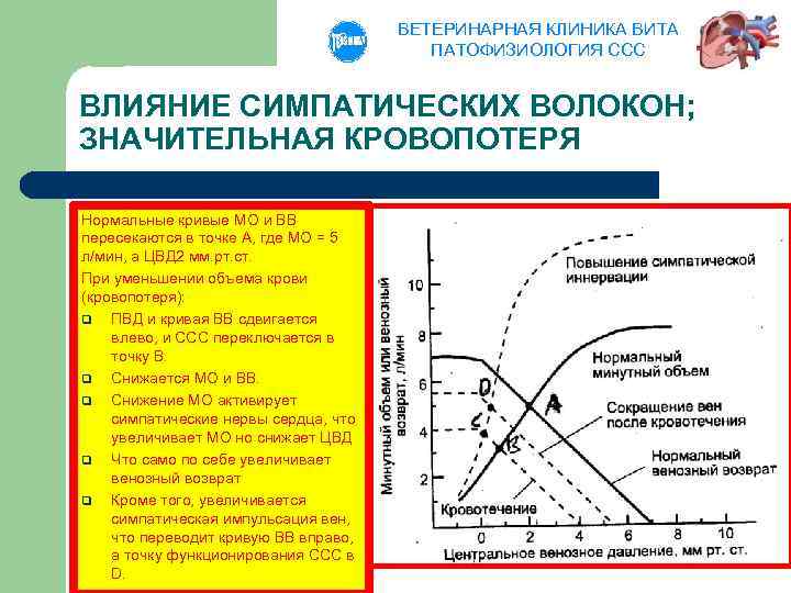 ВЕТЕРИНАРНАЯ КЛИНИКА ВИТА ПАТОФИЗИОЛОГИЯ ССС ВЛИЯНИЕ СИМПАТИЧЕСКИХ ВОЛОКОН; ЗНАЧИТЕЛЬНАЯ КРОВОПОТЕРЯ Нормальные кривые МО и
