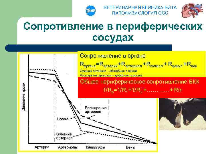 Увеличение периферического сопротивления. Периферическое сосудистое сопротивление. Общее периферическое сосудистое сопротивление норма. Индекс периферического сопротивления сосудов. Повышение периферического сосудистого сопротивления.