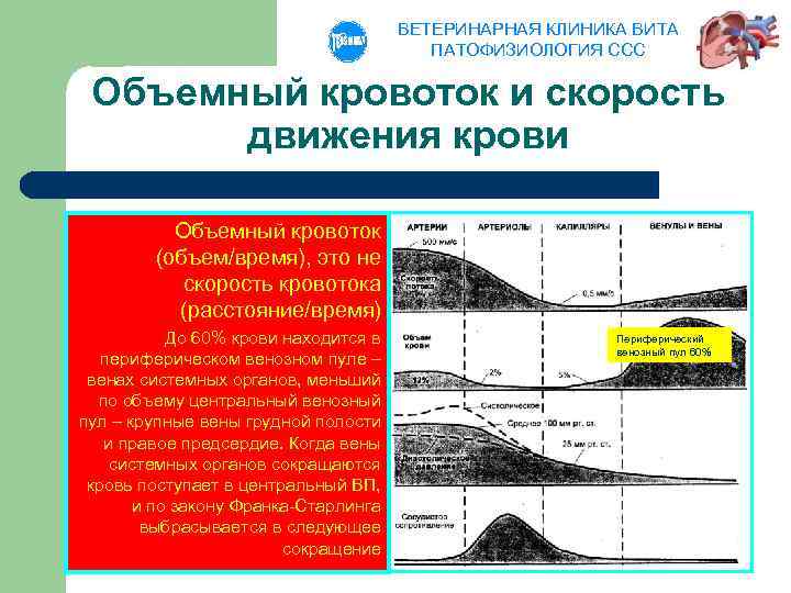 ВЕТЕРИНАРНАЯ КЛИНИКА ВИТА ПАТОФИЗИОЛОГИЯ ССС Объемный кровоток и скорость движения крови Объемный кровоток (объем/время),