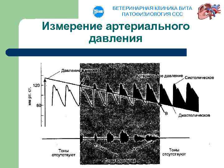 ВЕТЕРИНАРНАЯ КЛИНИКА ВИТА ПАТОФИЗИОЛОГИЯ ССС Измерение артериального давления 