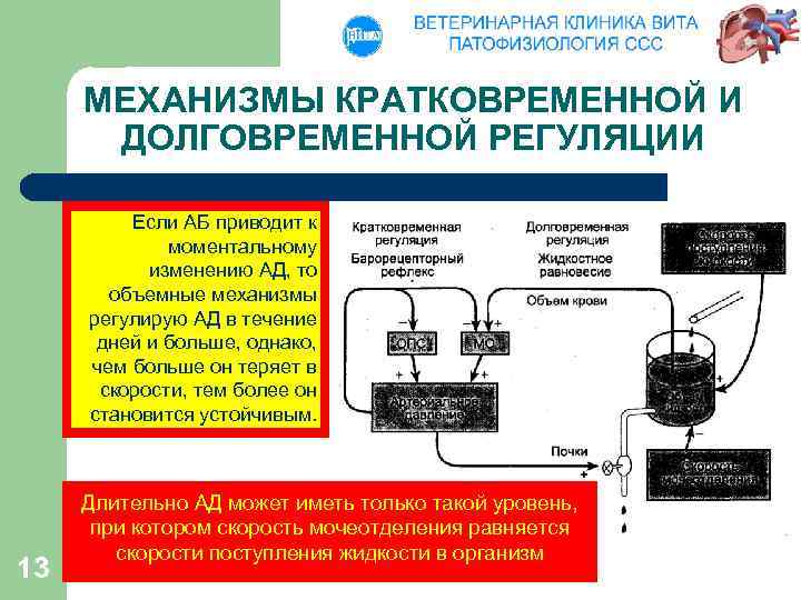 МЕХАНИЗМЫ КРАТКОВРЕМЕННОЙ И ДОЛГОВРЕМЕННОЙ РЕГУЛЯЦИИ Если АБ приводит к моментальному изменению АД, то объемные