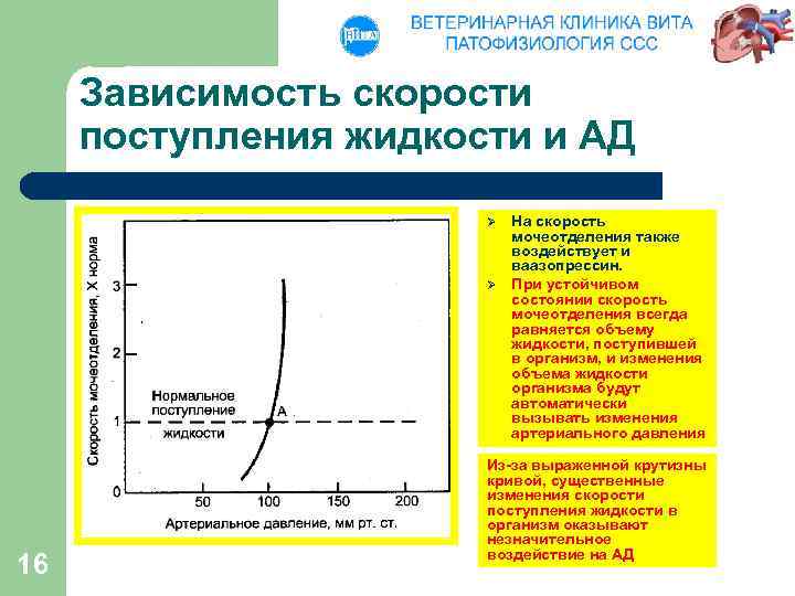 Зависимость скорости поступления жидкости и АД Ø Ø 16 На скорость мочеотделения также воздействует