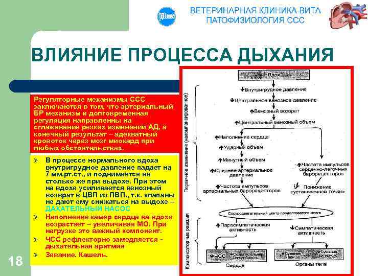 ВЛИЯНИЕ ПРОЦЕССА ДЫХАНИЯ Регуляторные механизмы ССС заключаются в том, что артериальный БР механизм и