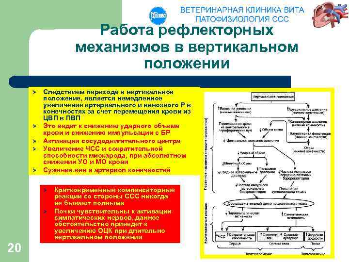 Работа рефлекторных механизмов в вертикальном положении Ø Ø Ø Следствием перехода в вертикальное положение,