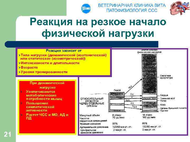 Реакция на резкое начало физической нагрузки Реакция зависит от ØТипа нагрузки (динамической (изотонической) или