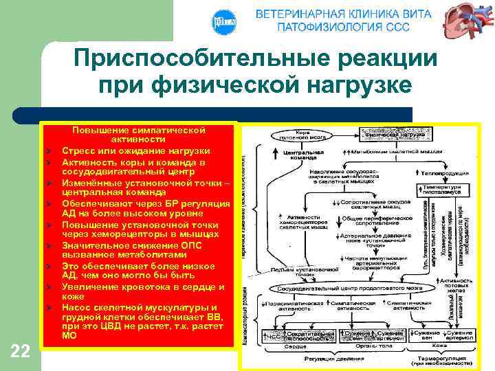 Приспособительные реакции при физической нагрузке Ø Ø Ø Ø Ø 22 Повышение симпатической активности