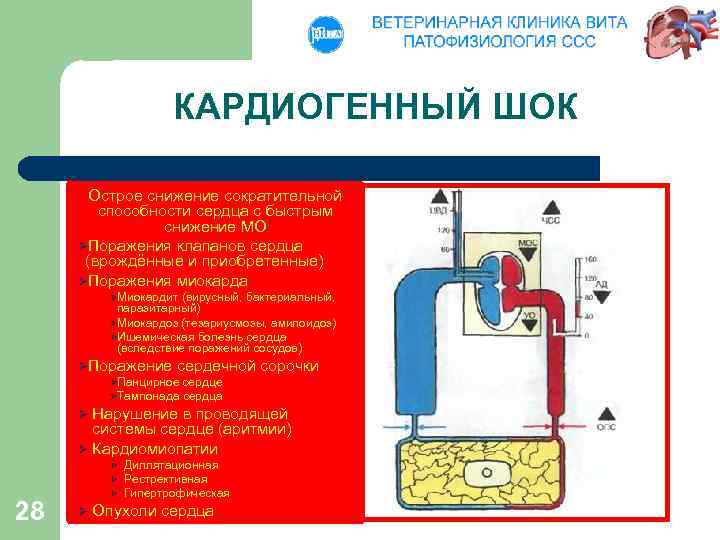 КАРДИОГЕННЫЙ ШОК Острое снижение сократительной способности сердца с быстрым снижение МО ØПоражения клапанов сердца