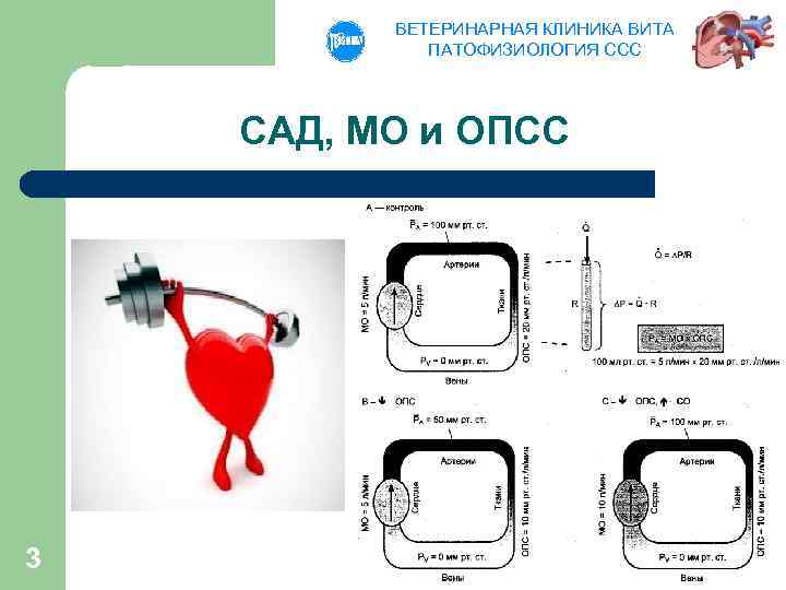 ВЕТЕРИНАРНАЯ КЛИНИКА ВИТА ПАТОФИЗИОЛОГИЯ ССС САД, МО и ОПСС 3 