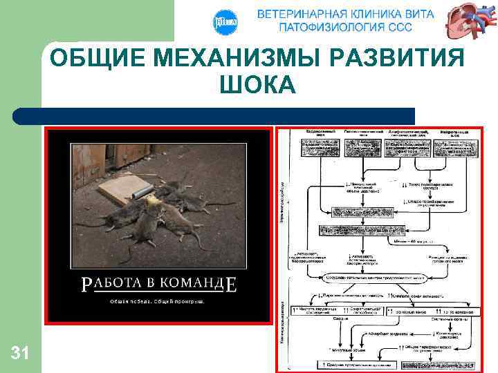 ОБЩИЕ МЕХАНИЗМЫ РАЗВИТИЯ ШОКА 31 