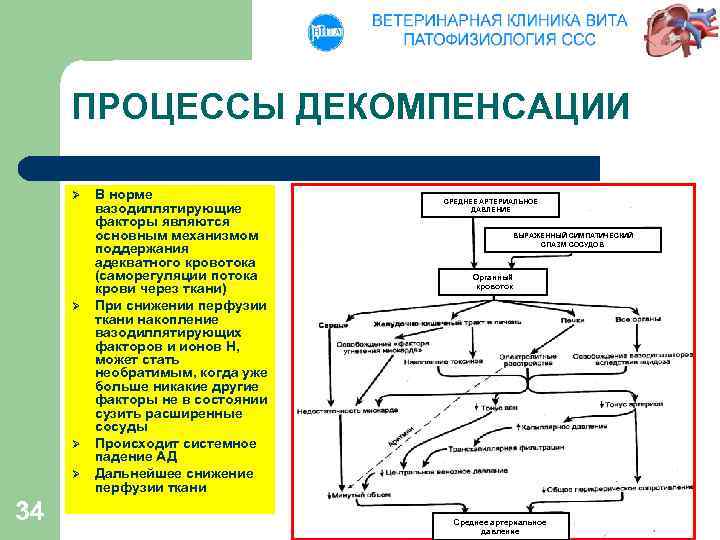 ПРОЦЕССЫ ДЕКОМПЕНСАЦИИ Ø Ø 34 В норме вазодиллятирующие факторы являются основным механизмом поддержания адекватного