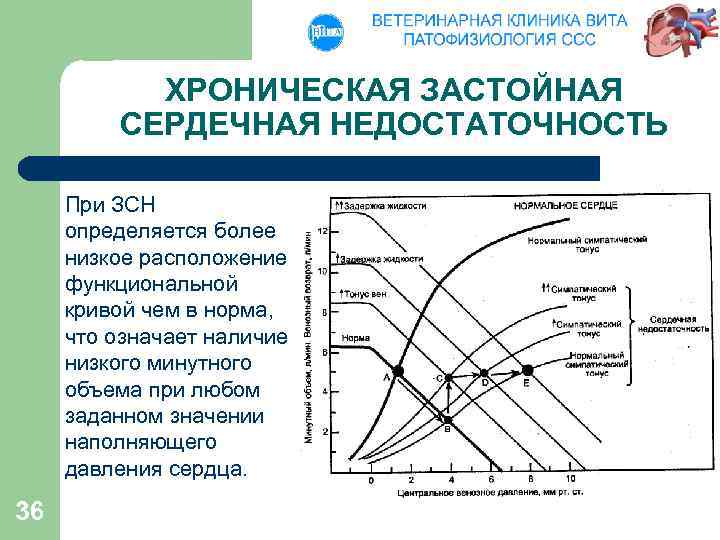 ХРОНИЧЕСКАЯ ЗАСТОЙНАЯ СЕРДЕЧНАЯ НЕДОСТАТОЧНОСТЬ При ЗСН определяется более низкое расположение функциональной кривой чем в