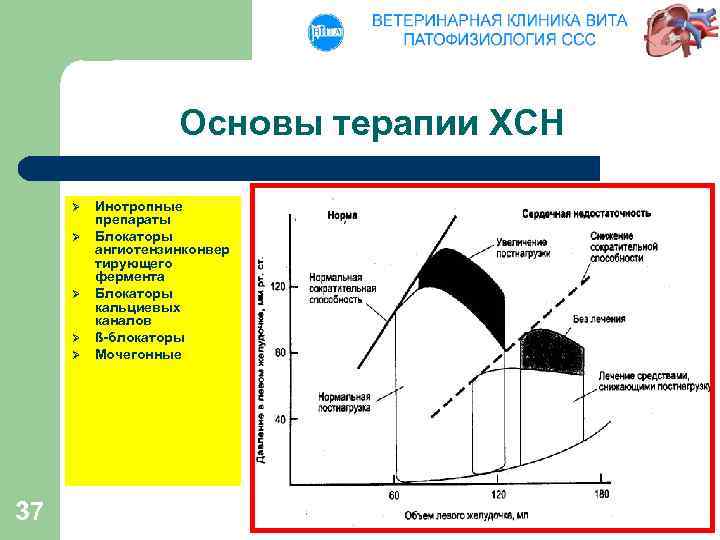 Основы терапии ХСН Ø Ø Ø 37 Инотропные препараты Блокаторы ангиотензинконвер тирующего фермента Блокаторы