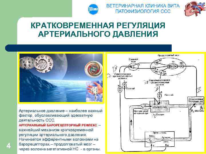 КРАТКОВРЕМЕННАЯ РЕГУЛЯЦИЯ АРТЕРИАЛЬНОГО ДАВЛЕНИЯ 4 Артериальное давление – наиболее важный фактор, обуславливающий адекватную деятельность