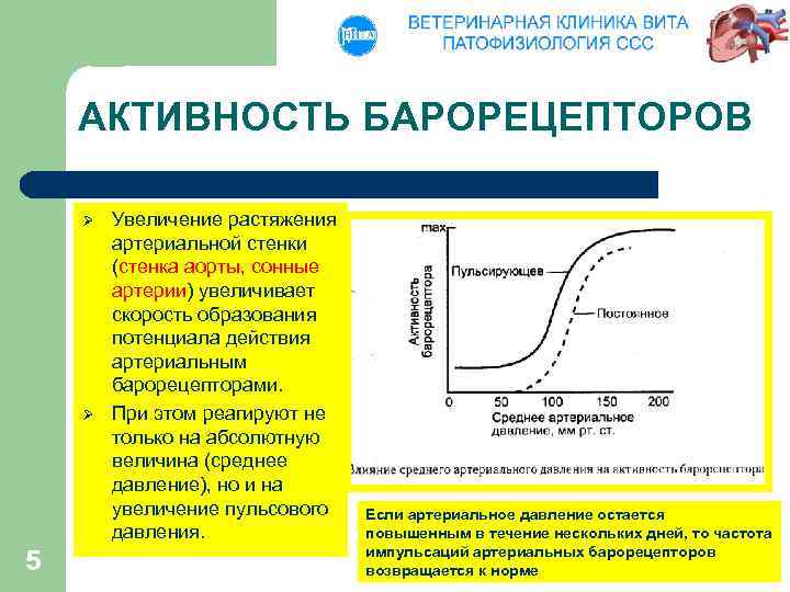 АКТИВНОСТЬ БАРОРЕЦЕПТОРОВ Ø Ø 5 Увеличение растяжения артериальной стенки (стенка аорты, сонные артерии) увеличивает