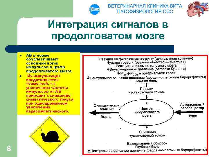 Интеграция сигналов в продолговатом мозге Ø Ø 8 АБ в норме обуславливают основной поток