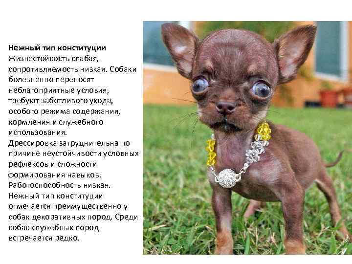 Нежный тип конституции Жизнестойкость слабая, сопротивляемость низкая. Собаки болезненно переносят неблагоприятные условия, требуют заботливого