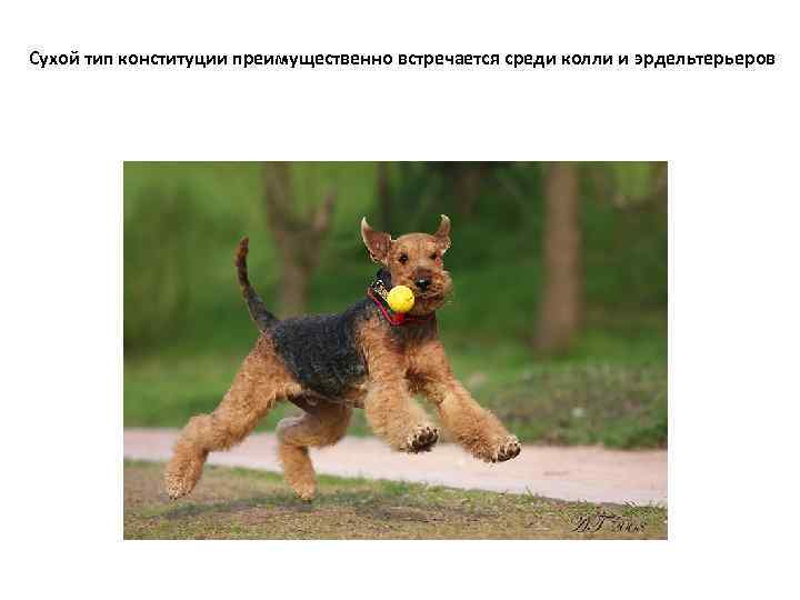  Сухой тип конституции преимущественно встречается среди колли и эрдельтерьеров 