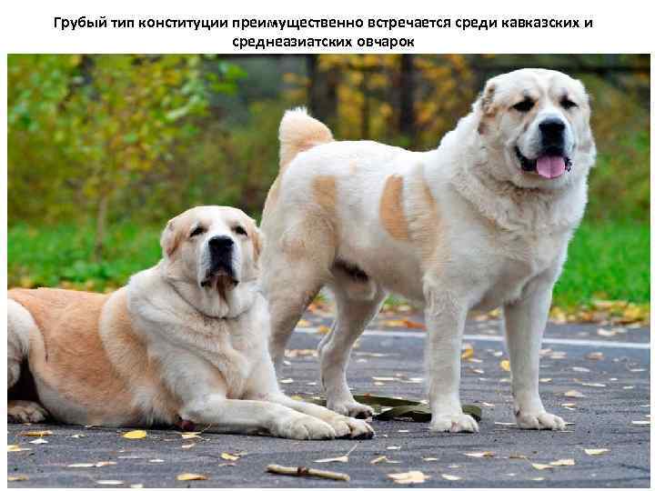 Грубый тип конституции преимущественно встречается среди кавказских и среднеазиатских овчарок 