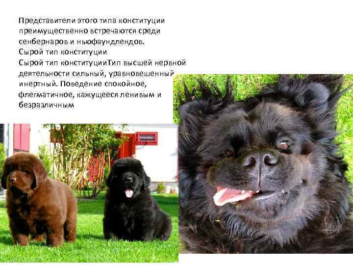 Представители этого типа конституции преимущественно встречаются среди сенбернаров и ньюфаундлендов. Сырой тип конституции. Тип