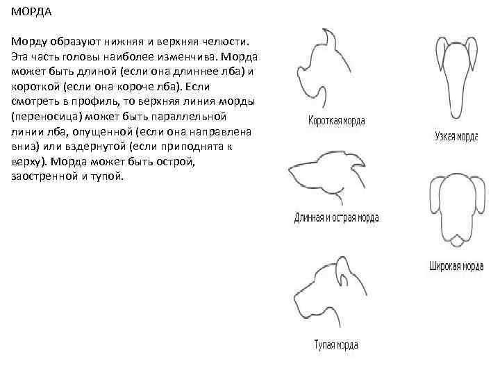 МОРДА Морду образуют нижняя и верхняя челюсти. Эта часть головы наиболее изменчива. Морда может
