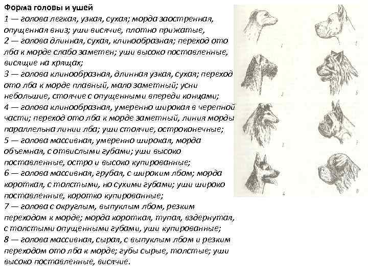 Выше установленными. Формы головы и ушей собак. Определение формы головы собаки. Форма ушей у собак висячие. Уши висячие на хрящах собаки.