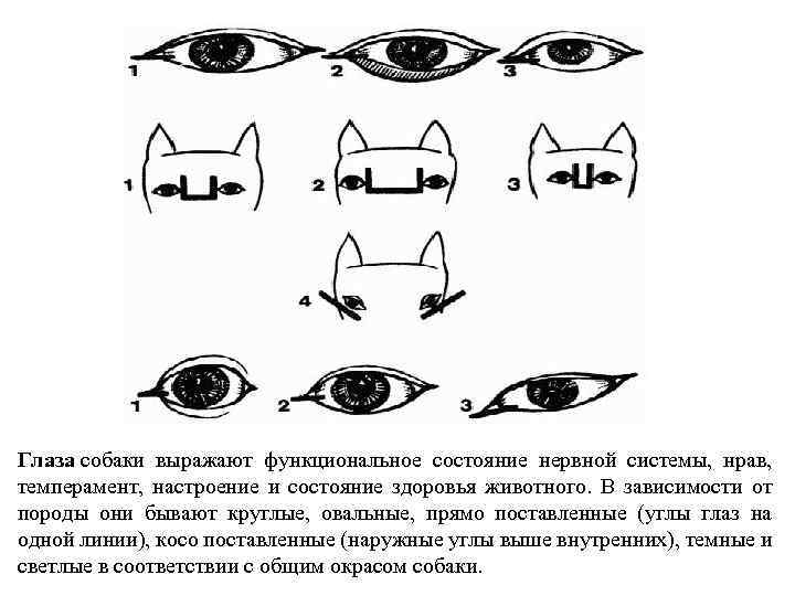 Глаза собаки выражают функциональное состояние нервной системы, нрав, темперамент, настроение и состояние здоровья животного.
