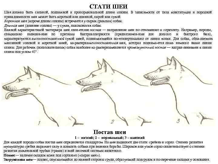 СТАТИ ШЕИ Шея должна быть сильной, подвижной и пропорциональной длине головы. В зависимости от