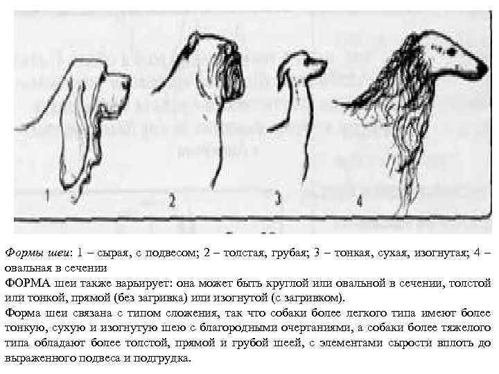 Формы шеи: 1 – сырая, с подвесом; 2 – толстая, грубая; 3 – тонкая,