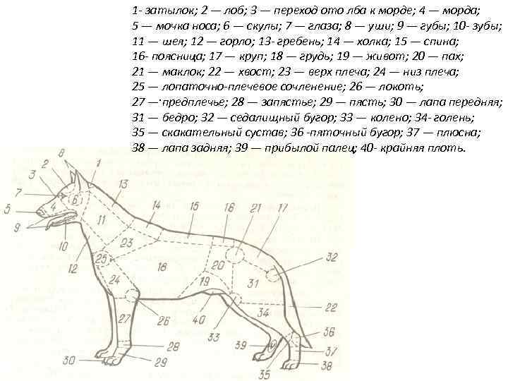 На рисунке лопатка собаки обозначена цифрой