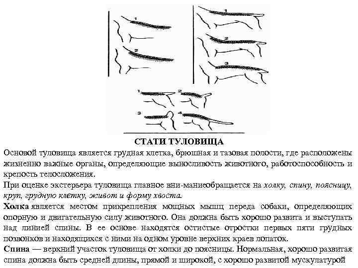 СТАТИ ТУЛОВИЩА Основой туловища является грудная клетка, брюшная и тазовая полости, где расположены жизненно