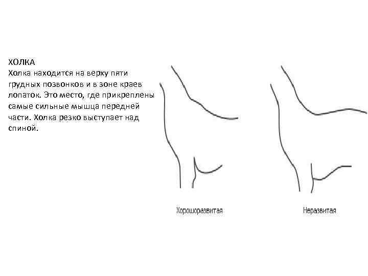 ХОЛКА Холка находится на верху пяти грудных позвонков и в зоне краев лопаток. Это
