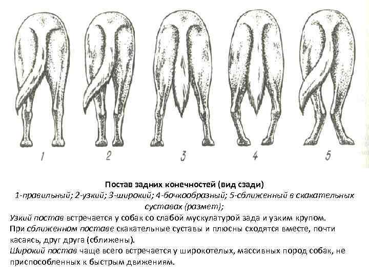 Постав задних конечностей (вид сзади) 1 -правильный; 2 -узкий; 3 -широкий; 4 -бочкообразный; 5