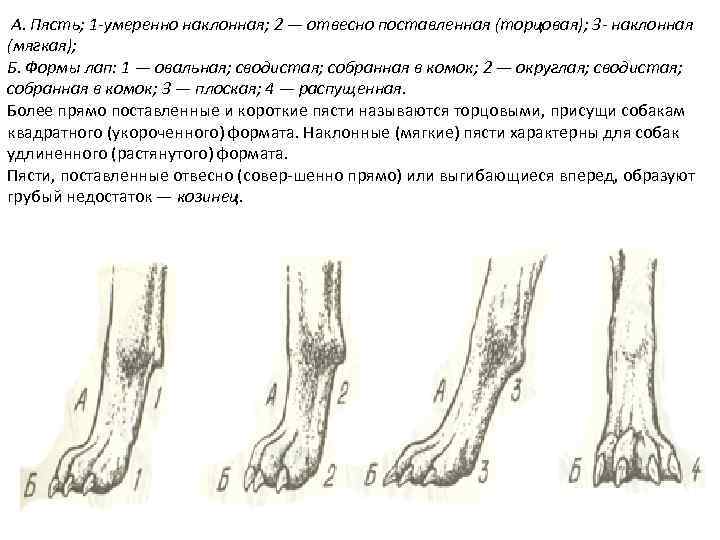  А. Пясть; 1 -умеренно наклонная; 2 — отвесно поставленная (торцовая); 3 - наклонная
