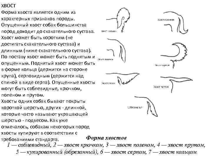 ХВОСТ Форма хвоста является одним из характерных признаков породы. Опущенный хвост собак большинства пород