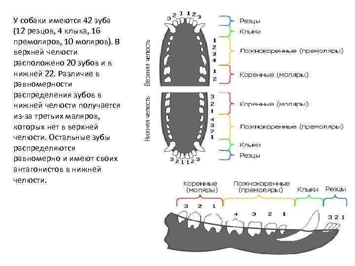 У собаки имеются 42 зуба (12 резцов, 4 клыка, 16 премоляров, 10 моляров). В